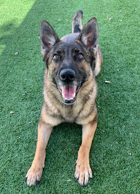 All American Pet Resorts Shelby Township - Photo 9 - Car repair in Shelby Township, MI, Sterling Heights