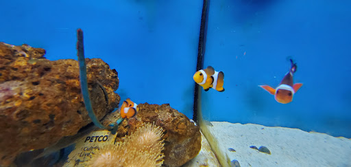 Pet Supply Store «Petco Animal Supplies», reviews and photos, 513 S Mason Rd, Katy, TX 77450, USA