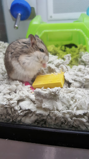 Pet Supply Store «Petco Animal Supplies», reviews and photos, 2250 Petrie Ln #518, Lanham, MD 20706, USA