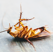 LOW COUNTRY EXTERMINATING - Photo 2 - Car repair in Pembroke, GA, Savannah