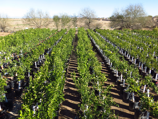 Garden Center «Moon Valley Nurseries West Valley / Avondale», reviews and photos, 11320 W Indian School Rd, Avondale, AZ 85323, USA