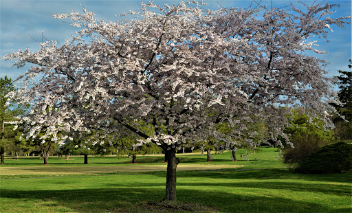 Golf Club «Breton Bay Golf & Country Club», reviews and photos, 21935 Society Hill Rd, Leonardtown, MD 20650, USA