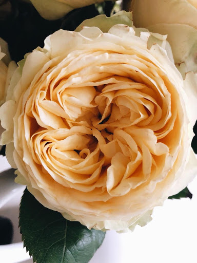 Florist «The JillTed Florist», reviews and photos, 1425 S Ft Harrison Ave, Clearwater, FL 33756, USA