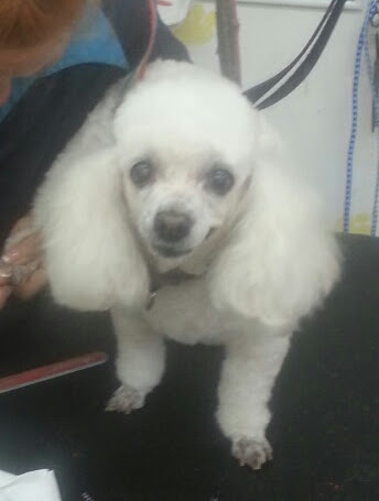 Barber Shop «Southland Barber Styling Shop», reviews and photos, 983 W State Rd 84, Fort Lauderdale, FL 33315, USA