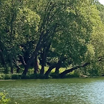 Photo n° 14 de l'avis de marieFrancois.y fait le 02/07/2022 à 18:43 pour Parc Jean-Jacques Rousseau à Ermenonville