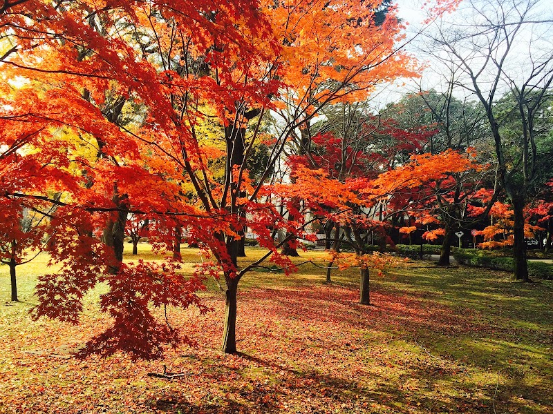 麗澤大学 千葉県柏市光ケ丘 大学 グルコミ