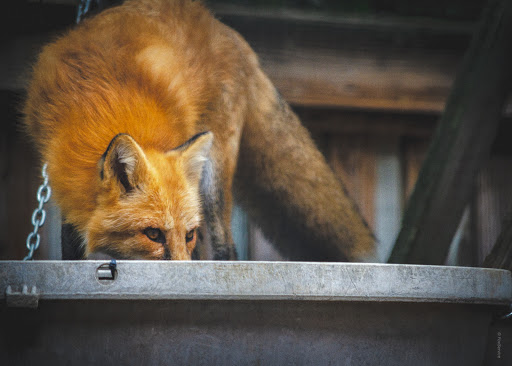 Air Conditioning Contractor «Fox Service Company», reviews and photos, 4300 S Congress Ave, Austin, TX 78745, USA