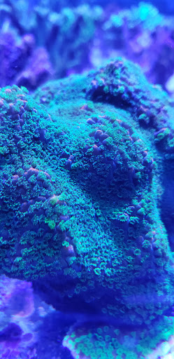 Tropical Fish Store «The Reef Shoppe», reviews and photos, 900 Morris Park Ave, Bronx, NY 10462, USA