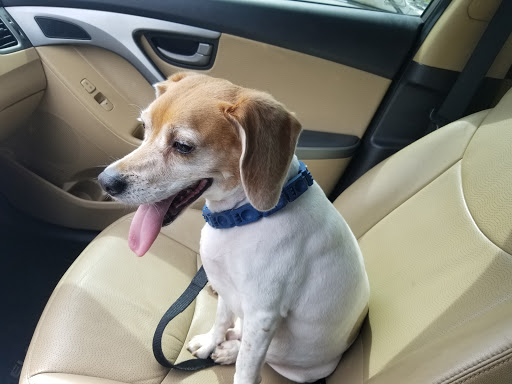 Pet Supply Store «PetSmart», reviews and photos, 7850 W Commercial Blvd, Lauderhill, FL 33351, USA