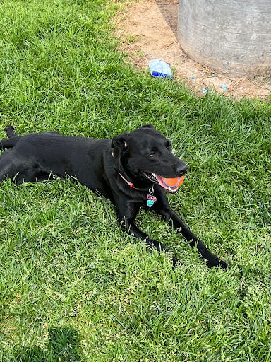 Fetch Pet Care of Santa Clarita Valley image
