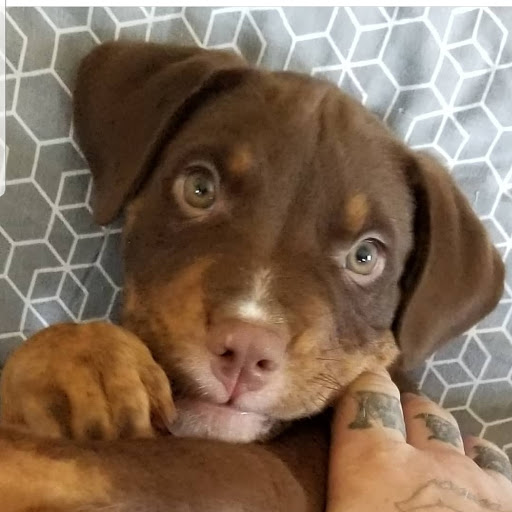 Explore cover up tattoo ideas for upper arm, creative tattoo ideas in Erie, available at EliKingInk