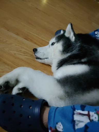 Pet Supply Store «PetSmart», reviews and photos, 162 S Gary Ave, Bloomingdale, IL 60108, USA