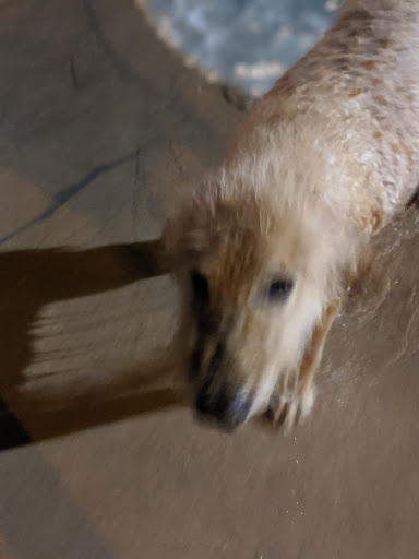 Veterinarian «PetCoral Resort and Veterinary», reviews and photos, 924 Del Prado Blvd, Cape Coral, FL 33990, USA