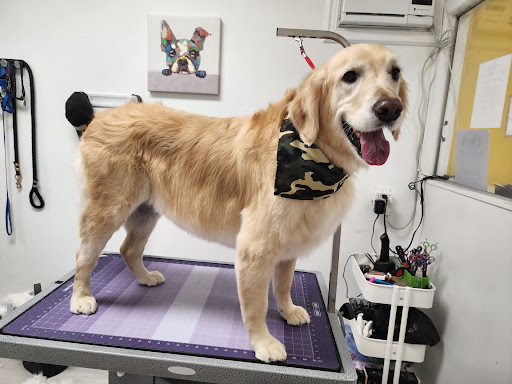 The Golden Bone Pet Grooming Salon