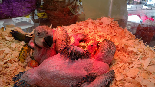 Pet Store «WorldWide Fish & Pets», reviews and photos, 61 Amity Rd, New Haven, CT 06515, USA