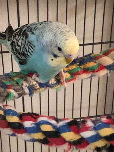 Pet Store «Pet Planet», reviews and photos, 11968 S Redwood Rd, Riverton, UT 84065, USA