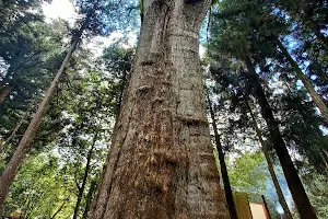Xianglin Giant Tree image