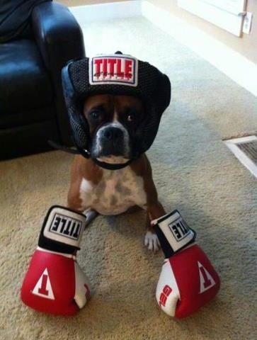 Boxing Gym «TITLE Boxing Club Rockville», reviews and photos, 10028 Darnestown Rd, Rockville, MD 20850, USA