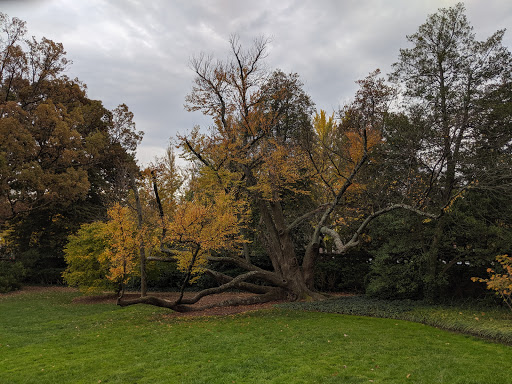 Art Museum «Dumbarton Oaks Museum», reviews and photos, 1703 32nd St NW, Washington, DC 20007, USA