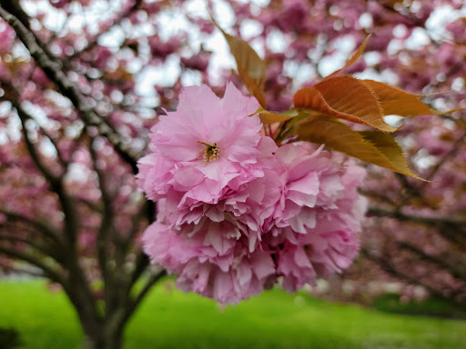 Golf Course «Wind Watch Golf & Country Club», reviews and photos, 1715 Motor Pkwy, Hauppauge, NY 11788, USA