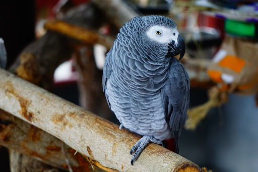 Zoo «Naples Zoo at Caribbean Gardens», reviews and photos, 1590 Goodlette-Frank Rd, Naples, FL 34102, USA