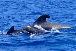 Whale Watch Tenerife image