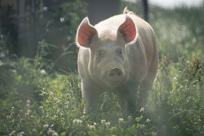 Ferme de la Chomas à Pageas