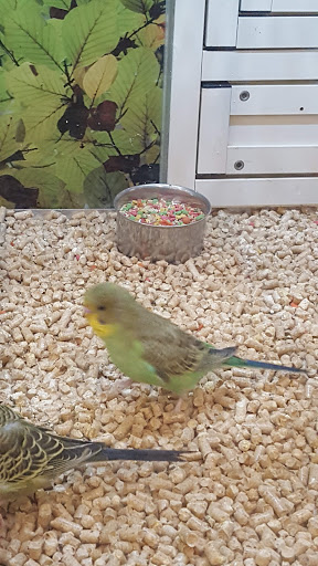 Pet Supply Store «PetSmart», reviews and photos, 1040 Cross Creek Dr, Saltillo, MS 38866, USA