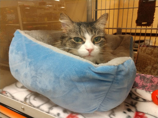 Pet Supply Store «PetSmart», reviews and photos, 19 Clifton Country Rd, Clifton Park, NY 12065, USA