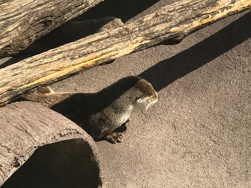 Amusement Park «Ober Gatlinburg», reviews and photos, 1001 Parkway #2, Gatlinburg, TN 37738, USA