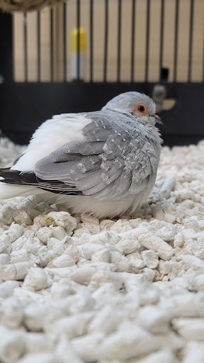 Pet Supply Store «PetSmart», reviews and photos, 534 US-441, Lady Lake, FL 32159, USA