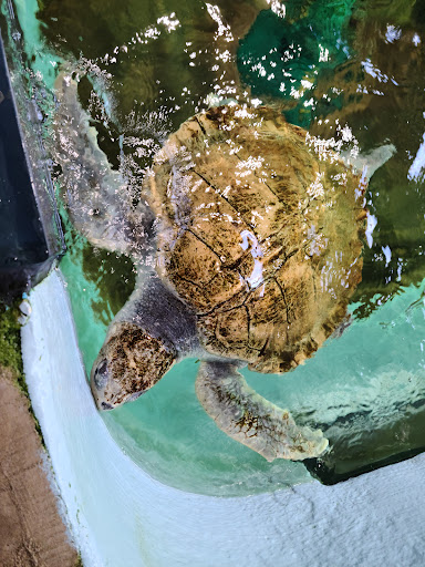 Aquarium «Mote Marine Laboratory & Aquarium», reviews and photos, 1600 Ken Thompson Pkwy, Sarasota, FL 34236, USA