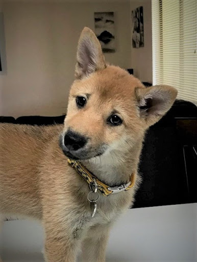 Hyundai Dealer «Hyundai of New Port Richey», reviews and photos, 3936 U.S. 19, New Port Richey, FL 34652, USA