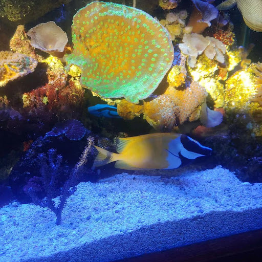 RB Aquariums