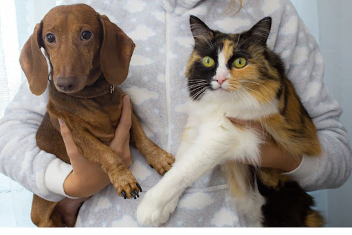 Crossroads Animal Hospital Tantallon image