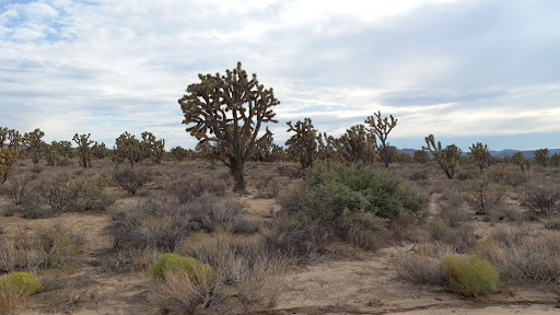 Lottery Retailer «The Lotto Store at Primm», reviews and photos, 31900 S Las Vegas Blvd, Jean, CA 89019, USA