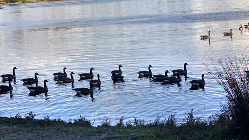 Park «Thornton A. Sullivan Park», reviews and photos, 11405 Silver Lake Rd, Everett, WA 98208, USA