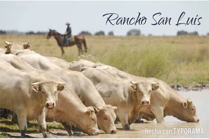 Rancho El Martell Charolair and Querter Horses
