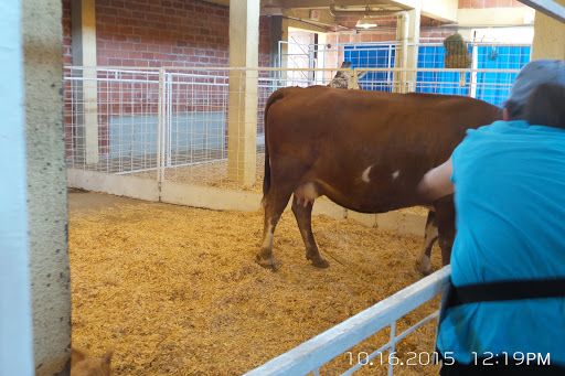 Stadium «Cotton Bowl Stadium», reviews and photos, 3750 The Midway, Dallas, TX 75215, USA