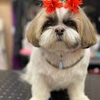 Oasis Pet Spa & Grooming