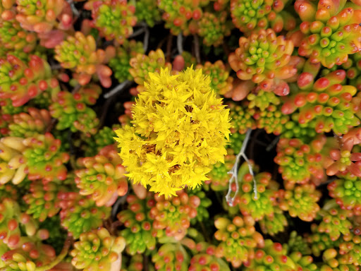 Terra Bella Nursery, Inc. image