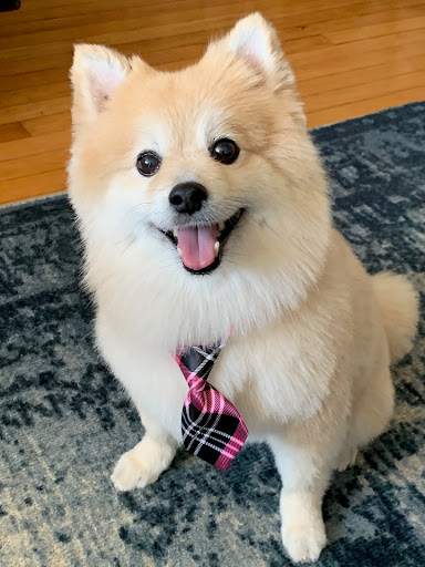 Pet Supply Store «PetSmart», reviews and photos, 238 Atlantic Ave, Brooklyn, NY 11201, USA