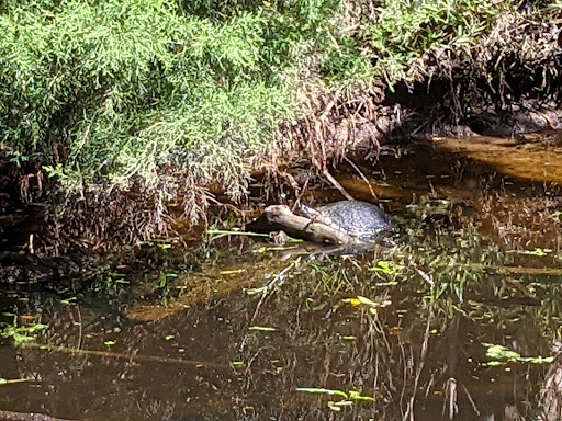 Park «Hammock Park», reviews and photos, 1945 San Mateo Dr, Dunedin, FL 34698, USA