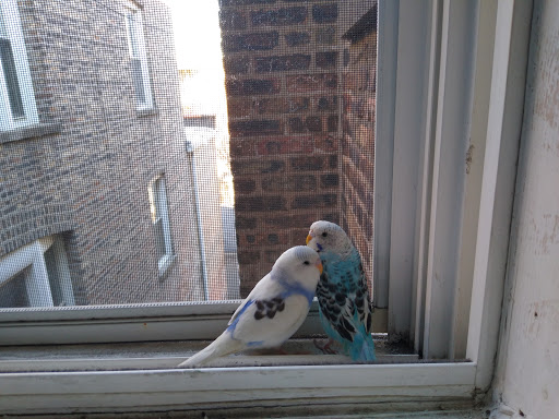 Pet Store «Jules Pet Shop», reviews and photos, 2214 N Milwaukee Ave, Chicago, IL 60647, USA