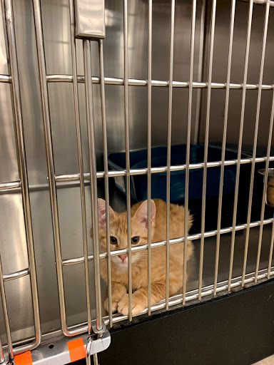 PetSmart image