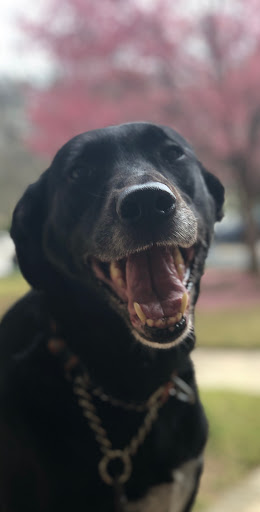 Liquor Store «Holiday Wine & Spirits», reviews and photos, 5039 Buford Hwy NE, Chamblee, GA 30341, USA