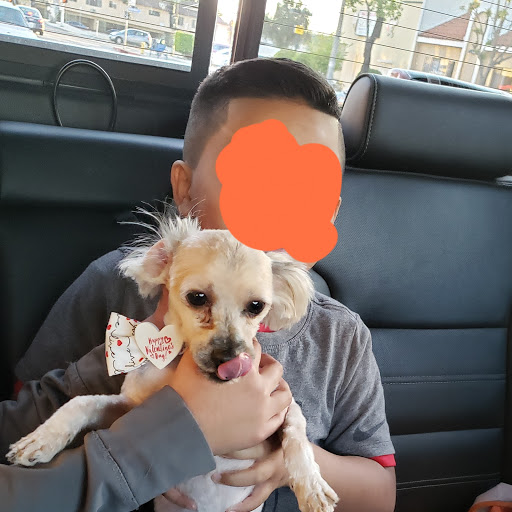 Pet Store «Peek-A-Dog Pet Grooming Adoptions», reviews and photos, 8452 State St, Lynwood, CA 90262, USA