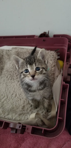 Pet Supply Store «Petco Animal Supplies», reviews and photos, 1060 U.S. 9, Parlin, NJ 08859, USA