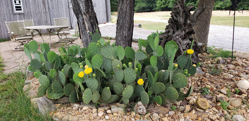 Tourist Attraction «Cactus Creek», reviews and photos, 1956 Yellow Creek Rd, Dickson, TN 37055, USA