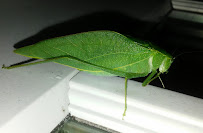 Martin Pest Control - Photo 1 - Car repair in North Attleborough, MA, Providence